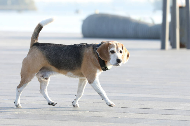 Yaşlı av köpeği yazın parkta yürüyor. - Fotoğraf, Görsel