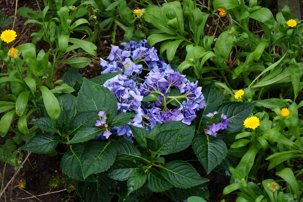 Hydrangea macrophylla kukkii sinipunaisia kukkia puutarhassa syyskuussa. Hydrangea macrophylla on Hydrangeaceae-heimon kukkivan kasvin laji. Berliini, Saksa - Valokuva, kuva