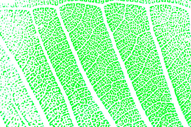 close up of leaf, multicolour technic
 - Фото, изображение