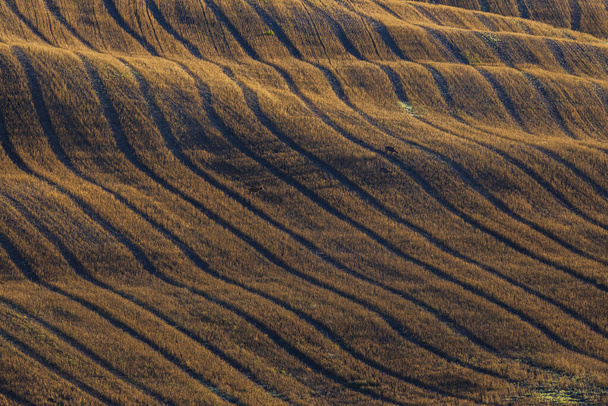Утренний тосканский пейзаж, Валь-д 'Орча, Тоскана, Италия - Фото, изображение