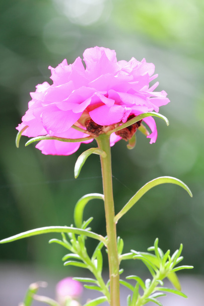 Λουλούδι Portulaca στον κήπο - Φωτογραφία, εικόνα
