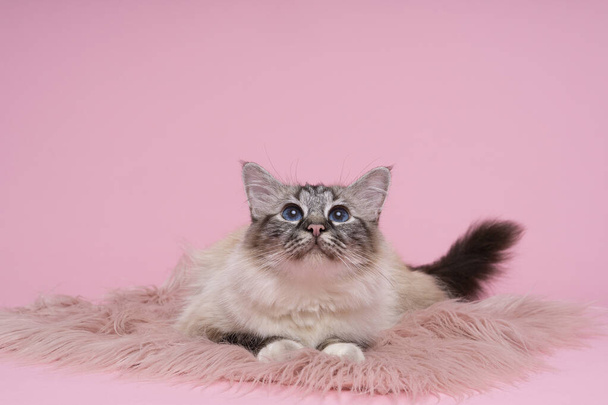 bellissimo gatto birmano sacro in studio primo piano, gatto di lusso, in rosa - Foto, immagini