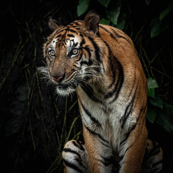 The tiger sat and looked at something with interest. - Photo, Image