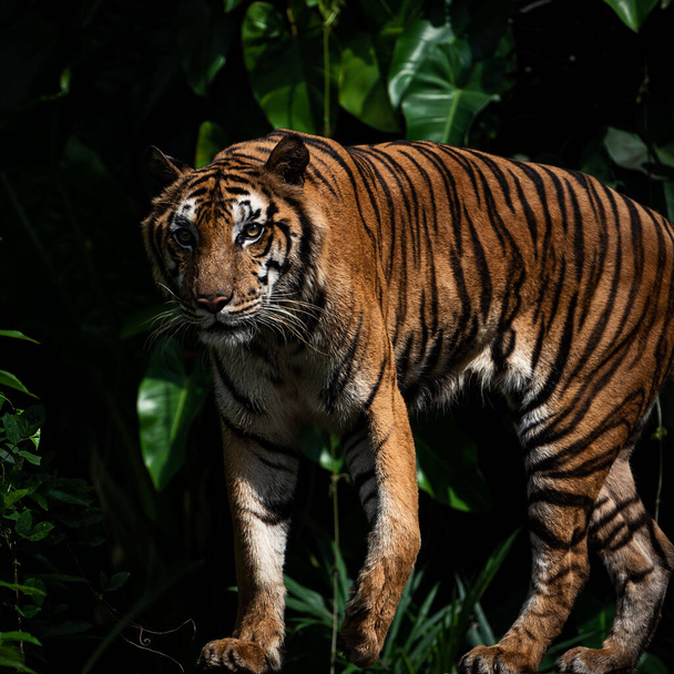 Tigre caminando buscando alimento en el bosque, la naturaleza de los mamíferos. - Foto, imagen