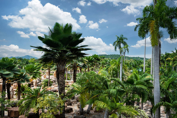 Zahradní kokosové stromy a skály na zemi s modrou oblohou - Fotografie, Obrázek
