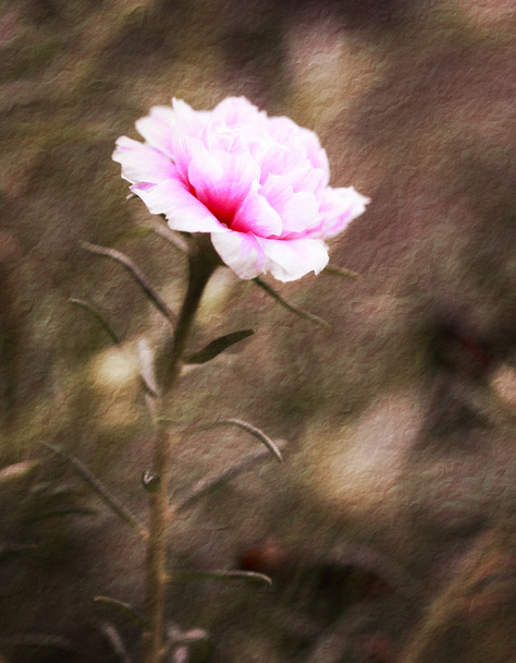 Portulaca virág a kertben  - Fotó, kép