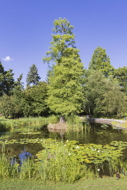 Cracóvia, Polônia - 18 de julho de 2023: Vista panorâmica da bela lagoa no Jardim Botânico da Universidade Jagiellonian, na região de Cracóvia Malopolska, na Polônia - Foto, Imagem