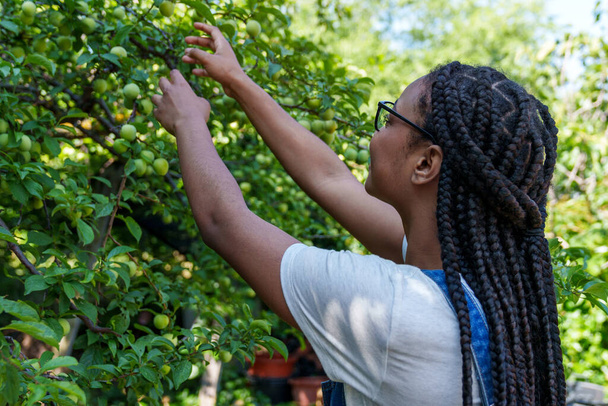 焦点を当てたアフリカの女性は,晴れた日に木から果物をピックアップし,自然の恵みを示しています - 写真・画像