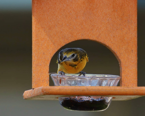 Baltimore Oriole (immature) (icterus galbula) peering out through a jelly feeder - Photo, Image
