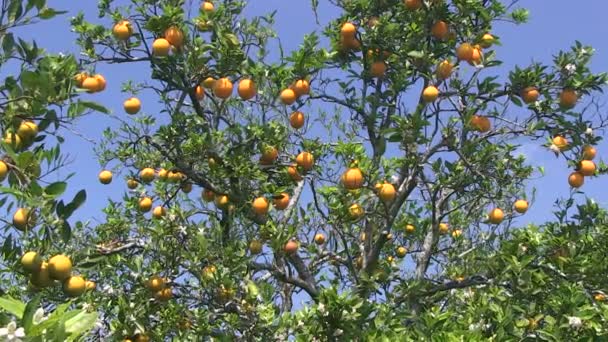 Pomeranče na Floridě - Záběry, video