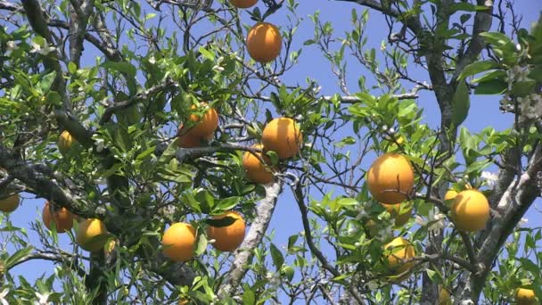 Pomarańczy na Florydzie - Materiał filmowy, wideo
