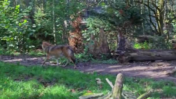 オオカミ、キャニス・ルプス（英語: Canis lupus）は、ユーラシアと北アメリカの荒野と遠隔地に生息する犬種である。. - 映像、動画