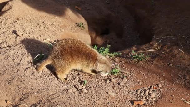 Meerkat, proszę. Suricata suricatta siedzi na kamieniu i je kolację ze smaczną myszą - Materiał filmowy, wideo
