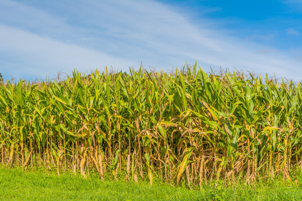 Зображення кукурудзяного поля та неба на задньому плані
. - Фото, зображення