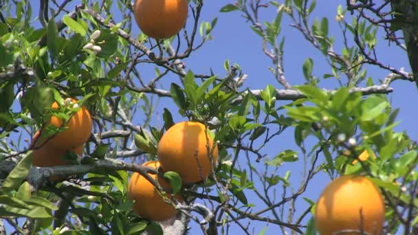 Appelsiinit Floridassa
 - Materiaali, video