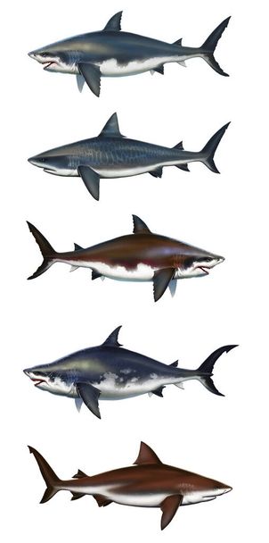 Een grote verzameling verschillende haaien. Bull haai set side view illustratie realistische isoleren kunst. Het skelet van een witte haai in een zijsectie. - Foto, afbeelding