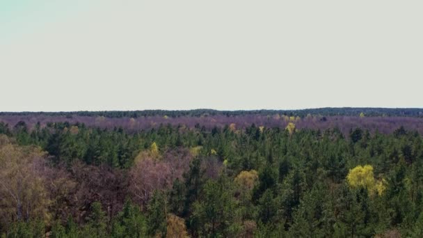 Aerial view of forest in Gdansk Poland. Drone shot flying over spruce conifer treetops, nature background 4k landscape Birds eye view use the drone in morning bright sunlight - Footage, Video