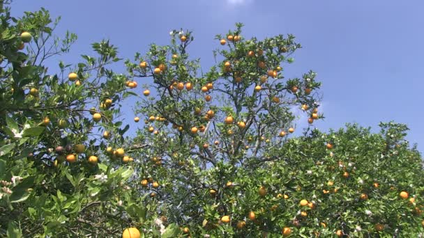Oranges en Florida
 - Séquence, vidéo