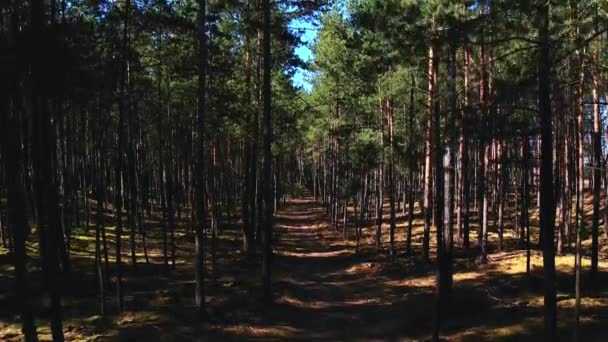 Fly drone nella foresta, lungo il sentiero. Muoversi attraverso una vecchia foresta densa con alberi alti e fogliame verde aerea 4k. Camminando attraverso la luce del sole Dense Forest Path - Filmati, video