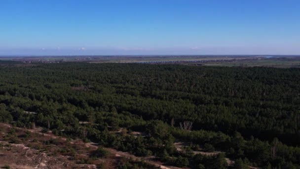 Letecký pohled na les v Gdaňsku v Polsku. Dron shot létání nad smrk jehličnanů vrcholky stromů, příroda pozadí 4k krajina Ptačí oko pohled použít dron v ranním jasném slunečním světle - Záběry, video