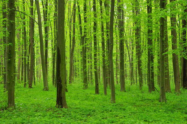 Forest - Foto, Imagem