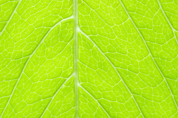 Leaf background - Φωτογραφία, εικόνα