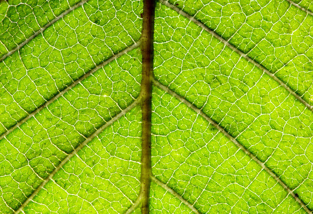 estrutura da folha
 - Foto, Imagem