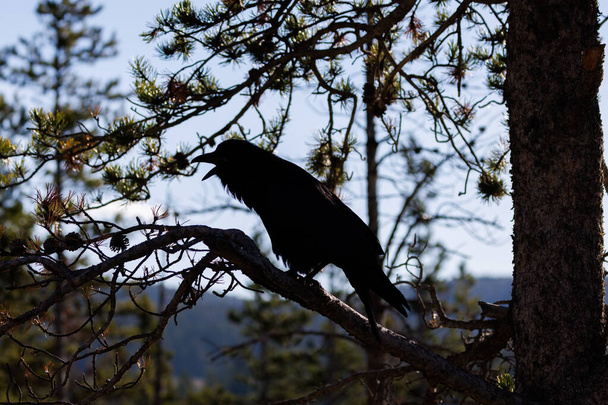 Közönséges holló sziluettje (Corvus corax) a Yellowstone Nemzeti Parkban - Fotó, kép