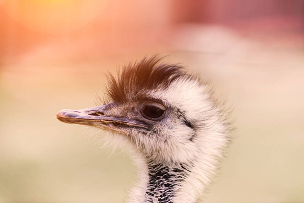 Ostrich κεφάλι κοντά, ένα φθινόπωρο πάρκο καιρού σε εξωτερικούς χώρους - Φωτογραφία, εικόνα