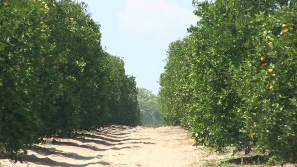 Sinaasappels in Florida - Video