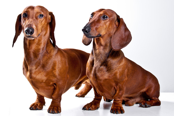 Due cani bassotto dai capelli corti isolati su sfondo bianco
 - Foto, immagini