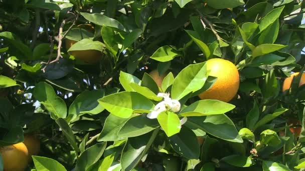 Orangenhain in Zentralflorida - Filmmaterial, Video