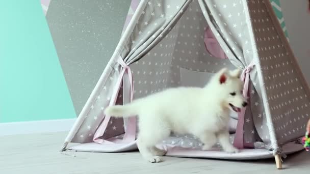 Beyaz İsviçreli bir köpek yavrusu çocuk odasında yaramazca oynuyor. Tatlı beyaz bir köpek yavrusu çocuk çadırında yavaş çekimde oynuyor. Evcil hayvan konsepti. - Video, Çekim