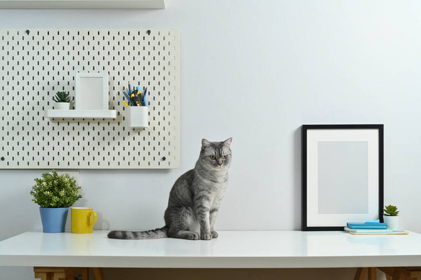 Cute tabby cat sitting on white table with blank picture frame and house plant. - Photo, Image