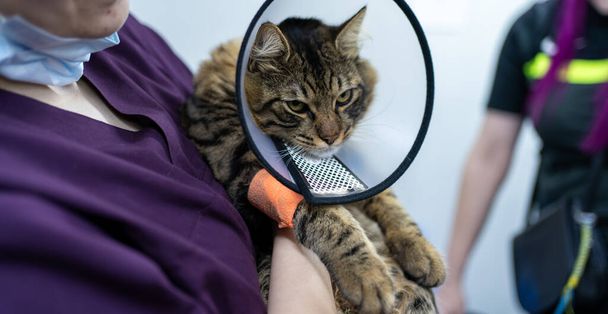 Chat en collier protecteur après une intervention chirurgicale sur les mains d'une vétérinaire femelle - Photo, image