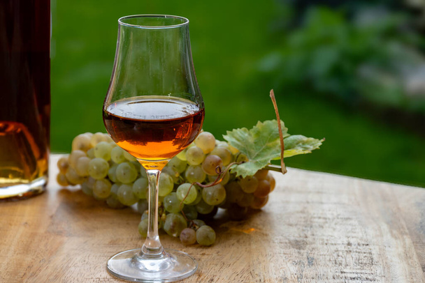 Degustazione all'aperto di bevande alcoliche forti Cognac nella regione Cognac, Charente con grappolo d'uva ugni blanc matura su usi di fondo per distillazione di liquori ed erba verde, Francia - Foto, immagini