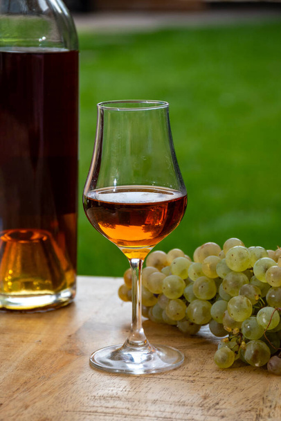 コニャック地方のコニャックの強いアルコール飲料の屋外テイスティング, 熟した醜いブランブドウの束とバックグラウンドの用途にスピリッツ蒸留と緑の草, フランス - 写真・画像