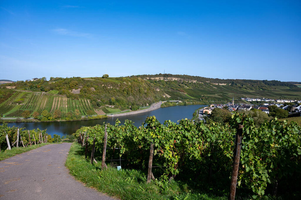 Terraced λοφώδη αμπελώνες στο Λουξεμβούργο. Παραδοσιακή μέθοδος παραγωγής λευκού οίνου και αφρώδους οίνου Cremant στη χώρα του Λουξεμβούργου στον ποταμό Moezel, Mosel, Moselle ή Musel. - Φωτογραφία, εικόνα