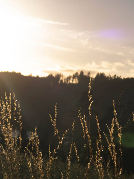 Grass on sunset sky background. Nature background - Photo, Image