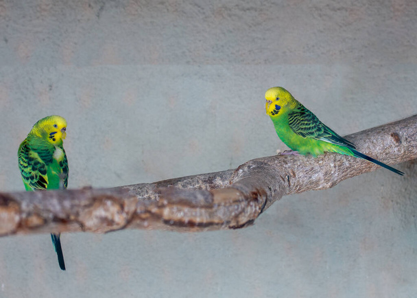 Zažijte kouzlo žluté Budgie (Melopsittacus undulatus) vyhřívání venku. Tento veselý papoušek, původem z Austrálie, přináší sluneční svit se svým zářivě žlutým peřím a hravým chováním. - Fotografie, Obrázek