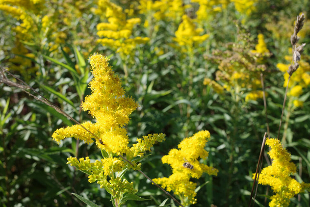 Solidago canadensis grows at the roadside in Germany. It's invasive in Europe. - Photo, Image