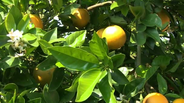 Πορτοκαλεώνα στην Κεντρική Φλόριντα - Πλάνα, βίντεο