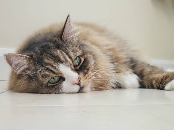 Pohled na kočku Ragamuffin spočívající na rovné bílé podlaze - Fotografie, Obrázek