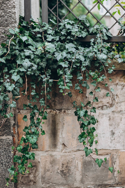 Hedera helix, Ευρωπαϊκό ή αγγλικό φυτό κισσός στον τοίχο. Αειθαλής τοίχος φυτών. Ένα πράσινο φύλλο κισσού σέρνεται ξυλώδες φυτό. - Φωτογραφία, εικόνα
