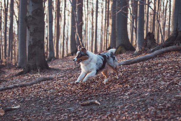 Retrato del cachorro pastor australiano corriendo por el bosque con la sonrisa y la lengua que sobresale en las montañas Beskydy, República Checa. Alegría del movimiento. - Foto, imagen