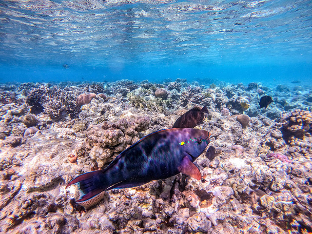 Hipposcarus longiceps tropical coloré ou perroquet à museau long connu sous le nom de Hipposcarus Harid sous-marin au récif corallien. Vie sous-marine de récif avec des coraux et des poissons tropicaux. Récif corallien à la mer Rouge, Égypte - Photo, image