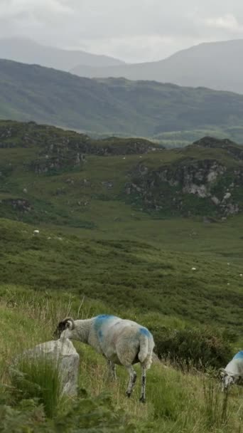 Une vue panoramique sur le pâturage des moutons au premier plan, avec une magnifique chaîne de montagnes qui s'étend en arrière-plan. Vidéo verticale. pano - Séquence, vidéo