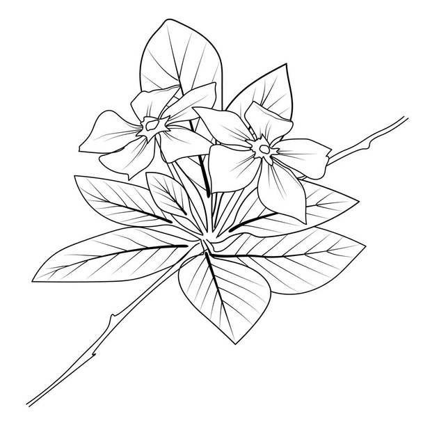 Periwinkle isolated, hand-drawn floral element. vector illustration bouquet of periwinkle, sketch art beautiful Catharanthus roseus flower tattoo, coloring page for adults, botanical Madagascar periwinkle drawing - Vector, Image