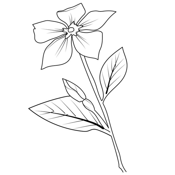 simple flower coloring pages, Coloring pages for adults, hand drawing marigold flower sketch art, blossom vinca flower line art vector illustration, floral garden for beautiful cute easy flower vector art, Easy flower coloring pages - Vector, Image