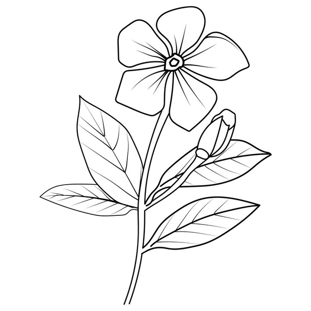 Realistické kataranthus květ zbarvení stránky, Madagaskar periwinkle kresba, periwinkle kresba, květ shluk kresba, Roztomilý květ zbarvení stránky, ilustrační vektor umění černá a bílá květ s listy botanické periwinkle kresby - Vektor, obrázek